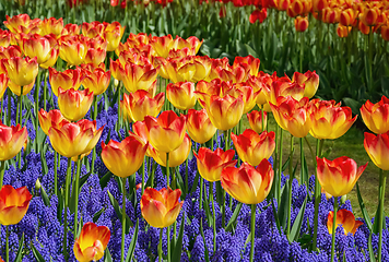 Image showing Red and Yellow Tulips