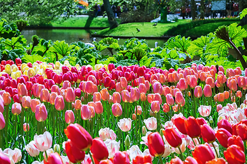 Image showing Tulips Flower Bed 