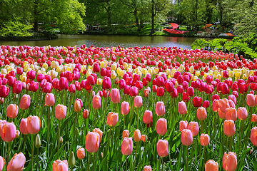 Image showing Tulips Flower Bed 