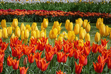 Image showing Red and Yellow Tulips