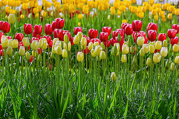 Image showing Different Kinds of Tulips