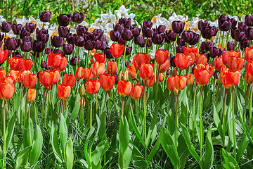 Image showing Different Kinds of Tulips