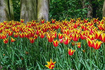 Image showing Red and Yellow Tulips