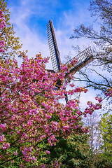 Image showing Spring in the Netherlands