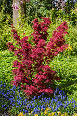 Image showing Plants in the Garden