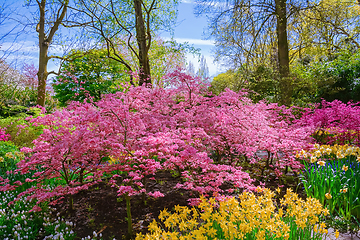 Image showing Plants in the Garden