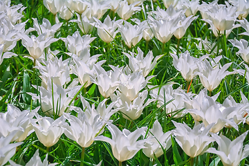 Image showing Flowerbed of white tulips