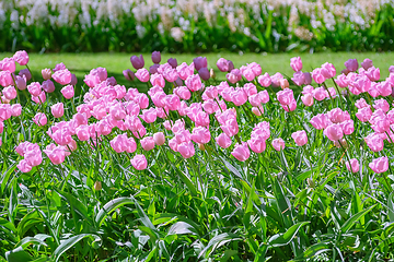 Image showing Flowerbed of pink tulips