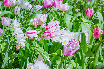 Image showing Flowerbed of tulips