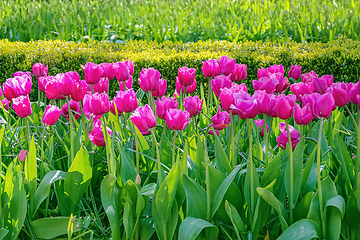 Image showing Flowerbed of pink tulips