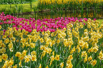 Image showing Flowerbed of narcissus and tulips 