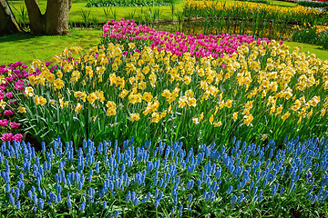 Image showing Flowerbed of narcissus and tulips