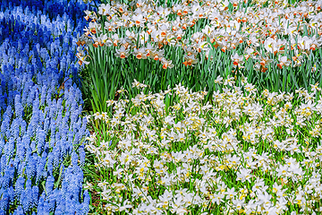 Image showing Muscari Armeniacum and Narcissus Flowerbed