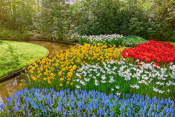 Image showing Muscari Armeniacum, Narcissus and Tulips Flowerbed