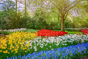 Image showing Muscari Armeniacum, Narcissus and Tulips Flowerbed