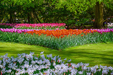 Image showing Flowerbed of tulips