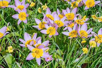 Image showing Flowerbed of tulips in the garden