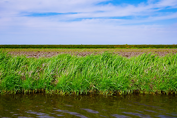 Image showing Riverbank overgrown with grass