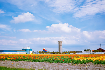 Image showing Tulip field and factory