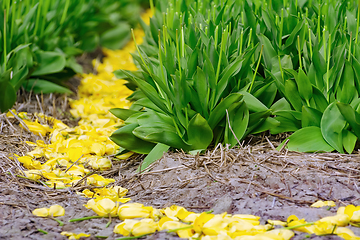 Image showing Mown tulip field