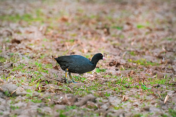 Image showing Eurasian coot at the shore