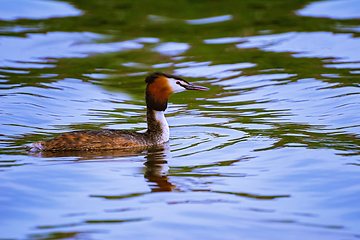 Image showing The great crested grebe