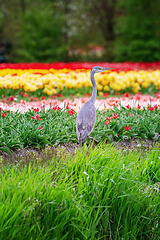 Image showing Heron near the tulip field