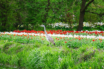 Image showing Heron near the tulip field