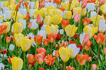 Image showing Flowerbed of tulips in the garden