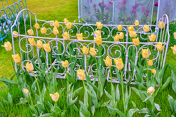 Image showing Flower Bed with Tulips