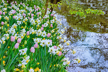 Image showing Narcissus and tulips