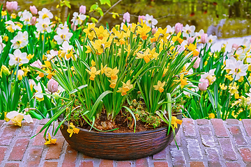 Image showing Narcissus in a flower pot