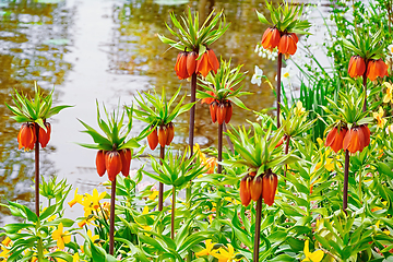 Image showing Flowers on the bank of the canal