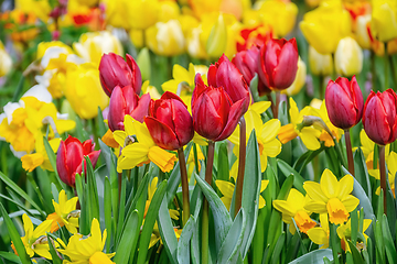 Image showing Narcissus and Tulips Flowerbed