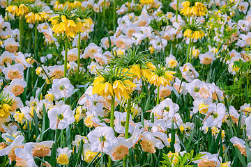 Image showing Flowerbed with different types of flowers