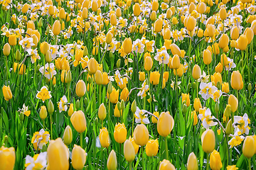 Image showing Narcissus and Tulips Flowerbed