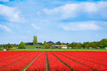 Image showing Field of red tulips