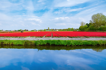 Image showing Field of red tulips