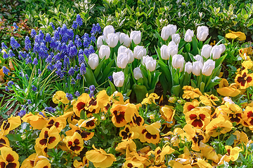 Image showing Muscari Armeniacum, Pansies and Tulips Flowerbed