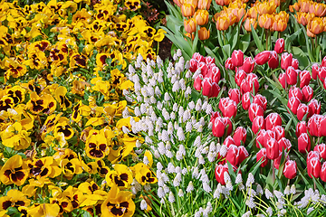 Image showing Muscari Armeniacum, Pansies and Tulips Flowerbed