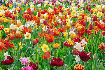 Image showing Narcissus and Tulips Flowerbed