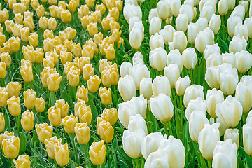 Image showing Flowerbed of tulips in the garden