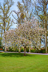 Image showing Flowering tree in the park