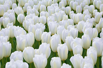 Image showing Flowerbed of tulips in the garden