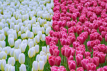 Image showing Flowerbed of tulips in the garden