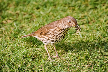 Image showing Song thrush on the grass