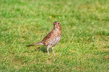 Image showing Song thrush on the grass