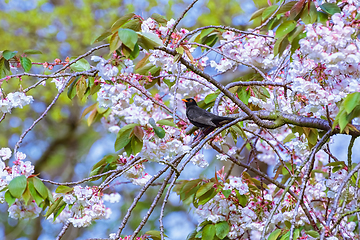 Image showing Common blackbird on a branch