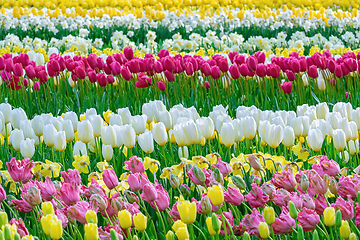 Image showing Flowerbed of tulips in the garden