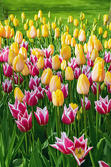 Image showing Flowerbed of tulips in the garden